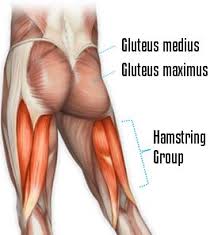 Commonly the gluteal muscles become inhibited, preventing them from properly the body, as per the diagram below, ideally a neutral position is required for optimal glute function Diagram Of Female Buttocks Wiring Diagram