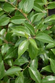 Image result for Xymalos