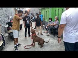 Berikut adalah kumpulan tafsir mimpi tentang anjing beserta artinya. Satu Keluarga Datang Jauh Jauh Hanya Untuk Ketemu Floki Anjing Paling Sedap Youtube