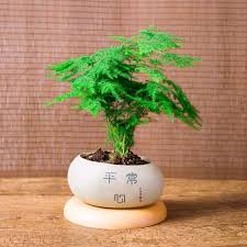 Image result for Asparagus pendulus