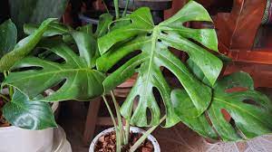 การปลูกมอนสเตอร่า ให้ใบสวย โตสง่า.🌿☘☘☘☘☘ ต้องเริ่ม จากรักตนเองให้ได้ รักต้นไม้ รักธรรมชาติ.แล้ว ที่กล่าวมาทั้งหมด ต้นไม้ก็จะสวย โตไว้ และ. à¸§ à¸˜ à¸›à¸¥ à¸à¸¡à¸­à¸™à¸ªà¹€à¸•à¸­à¸£ à¸²à¹„à¸ˆà¹à¸­ à¸™à¸— à¸ª à¸‡à¸ à¸‡à¸¡à¸²à¸ˆà¸²à¸à¸ªà¸§à¸™ à¹€à¸¡ à¸¢à¸à¸£ à¸‡à¸žà¸²à¸›à¸¥ à¸à¸• à¸™à¹„à¸¡ à¸Ÿà¸­à¸à¸­à¸²à¸à¸²à¸¨ Ep 101 Youtube