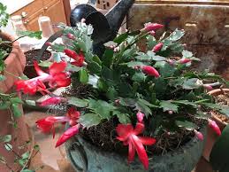 There are a few things i want to tell you about the christmas cactus flowers & related tidbits before i get to the blooming part. Thanksgiving Cactus Made Just For U