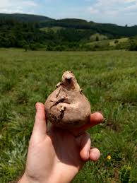 Image result for Helichrysum candolleanum