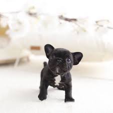 Related Image French Bulldog Cute French Bulldog Mini French Bulldogs