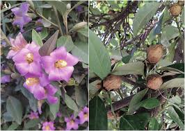 Image result for Lagunaria patersonia