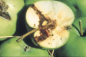 Firstly, it's important to know that most fruit trees are susceptible to some common diseases. Fruit Trees And Vine Protection Agriculture And Food