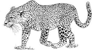 Check spelling or type a new query. Leopard Coloring Pages Learny Kids
