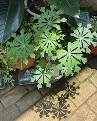 Image result for Manihot grahamii