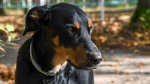 Image result for sedmihradský honič