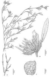 Image result for Stylosanthes guianensis