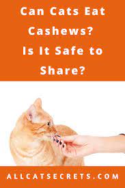 Can Cats Eat Cashews Is It Safe To Share Cats Cats And Kittens Cat Lovers