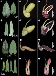 Image result for Aristolochiaceae