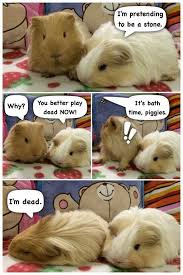 All orders are custom made and most ship worldwide within 24 hours. Pin On Cute Animals