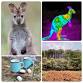 Wild Wallaby Watchers forest Walk with snacks and event image