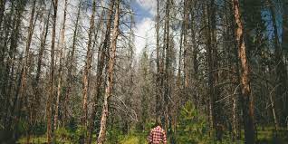 Past projects involving beetle kill pine lumber. Beetle Kill Pine The Azure Furniture Co