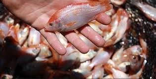 Ikan jenis ini juga akrab disebut ikan barramundi, tersebar di sepanjang ikan kakap bakau hidup secara bergerombol dan tergolong karnivora, yakni memakan segala jenis hewan. Tahapan Sederhana Budidaya Ikan Kakap Yang Baik Untuk Pemula