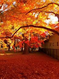 楽天トラベル 京都御苑 たびノート 紅葉 風景 風景 紅葉