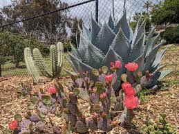 Image result for Opuntia