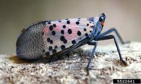 Image result for Crateranthus congolensis