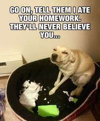 25 Pics Funny Dog Memes To Cheer You Up On A Bad Day Lovely Animals World Lustige Hund Meme Hunde Memes Lustige Bilder Von Tieren
