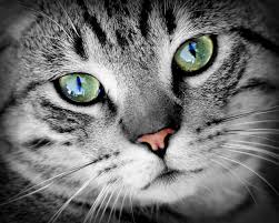 A common site of problems is where the skin meets mucous membranes, such as the lips, eyes, and anus. Eye Infections In Cats Types Symptoms Causes And Diagnosis Pethelpful By Fellow Animal Lovers And Experts