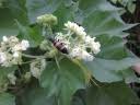 Image result for Dombeya kirkii