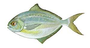 Coastal Carolina Guide Service List Of Nc Fish Species