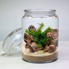 コッピー 飼い 方