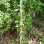 Image result for Dioscorea minutiflora