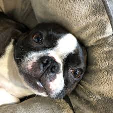 We specialize in finding the best style for your pet. Animal Magic Pet Boutique Home Facebook