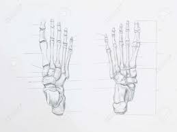 Detail Of Foot Bones Pencil Drawing On White Paper Stock Photo Picture And Royalty Free Image Image 23653516