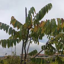 Image result for Cedrela