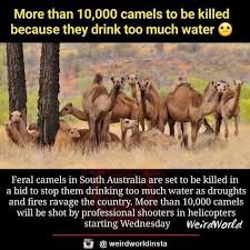 Faisal says that a camel's price starts from about $55,000 (£40,000) but how many gallons of water does an elephant drink a day? Bushfires Aren T The Only Reason Animals Converts To Islam Facebook