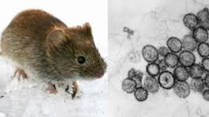 The term is almost always used in the plural (petechiae), since a single lesion is seldom noticed or significant. Vorsicht Beim Putzen Mausekot Ubertragt Hanta Virus Startseite Marktcheck Swr De