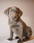 Silver Lab - Labrador Retriever Puppies - Breeder | Texas