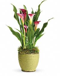 Check spelling or type a new query. Teleflora S Spring Calla Lily Plant In Lakewood Oh Cottage Of Flowers