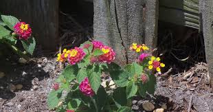Image result for Lantana camara