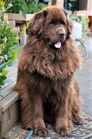 Descriere completa a rasei terra nova : 900 Terra Nova Ideas In 2021 Caini Mastiff Tibetan Caine