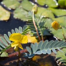 Image result for Aeschynomene fluitans