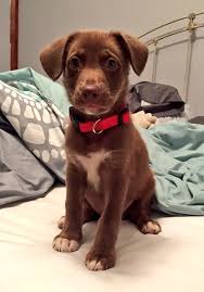 Rocky is a 9 month old, male, lab/shepherd mix. Chocolate Lab Australian Shepherd Mix Puppies Online