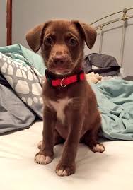 They have a very keen sense of smell. Chocolate Lab Shepherd Mix Cheap Buy Online
