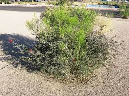 Desert Broom Baccharis Sarothroides A Highly Invasive Desert Plant Growing Thru A Baja Fairy Duster Calliandra Californica Desert Plants Plants Locals