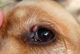 Bump On Dog Eyelid Cyst Stye Growth And Tumors Dogs Cats Pets Dog Eyes Cysts Dog Remedies