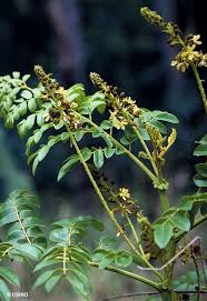 Image result for Guilandina bonduc