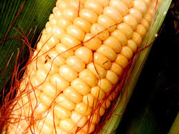 Irrigate to prevent drought stress. How To Plant And Grow Corn