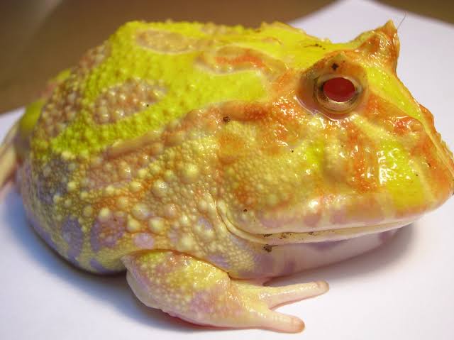 Mga resulta ng larawan para sa Xanthochromistic Argentine Horned Frog"