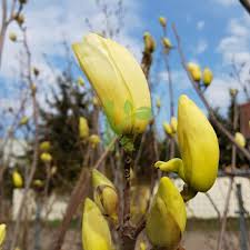 Magnolia denudata jade lamp tulip tree in 2020 magnolia denudata magnolia elegant flowers. Magnolia Denudata Yellow River Magnolia Naga Kaczergis