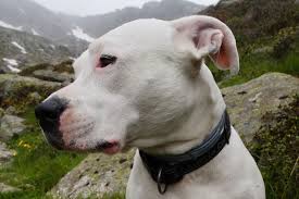 Learn all about this dog breed. Dogo Argentino Dog Breed Guide Uks 1 Pet Blog