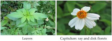 Image result for Bidens pilosa