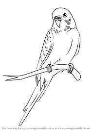 Feel free to explore, study and enjoy. Learn How To Draw A Cartoon Parakeet Birds For Kids Step By Step Drawing Tutorials